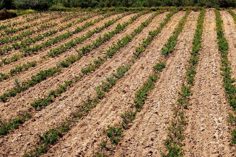 Vignoble en hiver après taille dans la région de Grombalia et Turki
