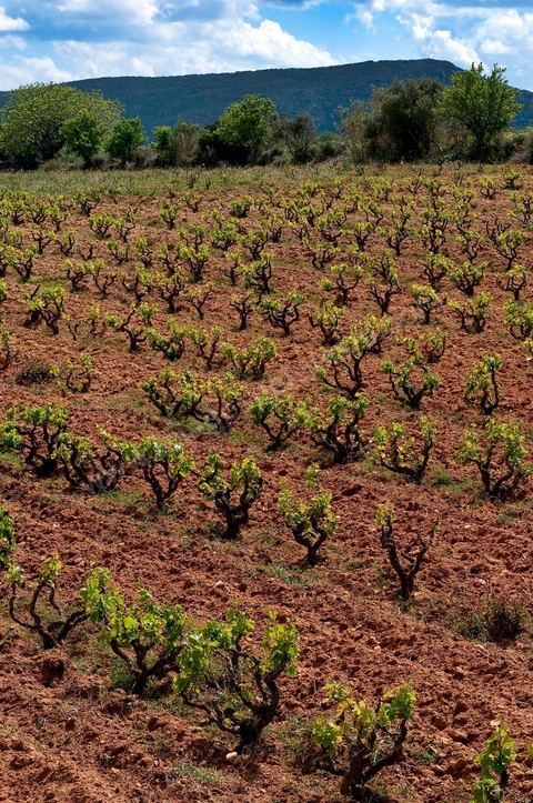 Vignoble en hiver après taille dans la région de Grombalia et Turki