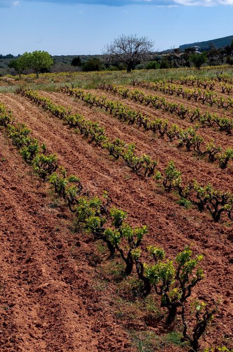 Vignoble en hiver après taille dans la région de Grombalia et Turki