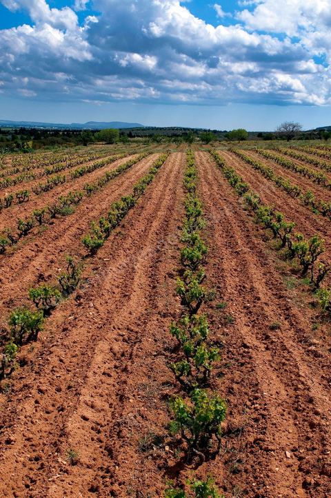Vignoble en hiver après taille dans la région de Grombalia et Turki