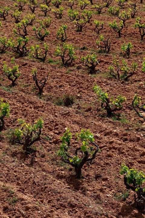 Vignoble en hiver après taille dans la région de Grombalia et Turki