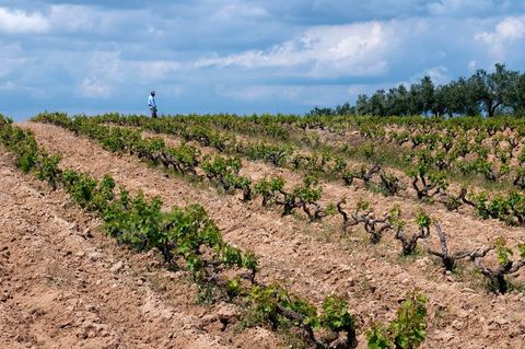 Vignoble en hiver après taille dans la région de Grombalia et Turki