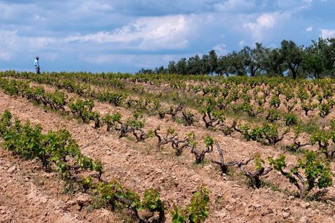 Vignoble en hiver après taille dans la région de Grombalia et Turki
