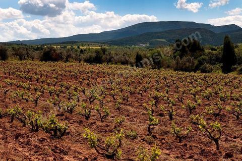 Vignoble en hiver après taille dans la région de Grombalia et Turki