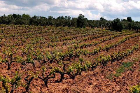 Vignoble en hiver après taille dans la région de Grombalia et Turki