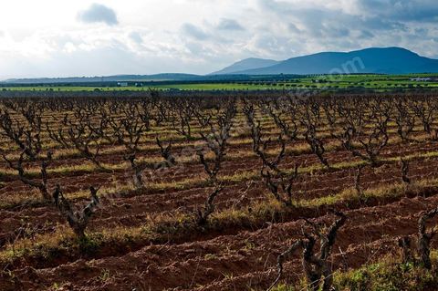 Vignoble en hiver après taille dans la région de Grombalia et Turki