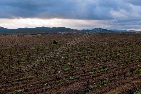 Vignoble en hiver après taille dans la région de Grombalia et Turki