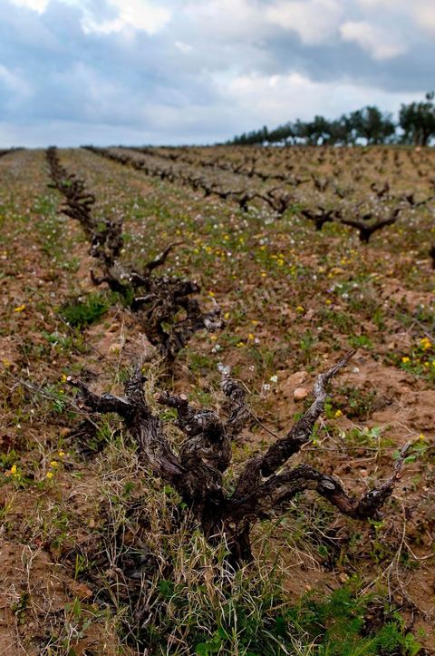 Vignoble en hiver après taille dans la région de Grombalia et Turki