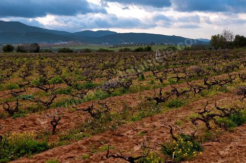 Vignoble en hiver après taille dans la région de Grombalia et Turki