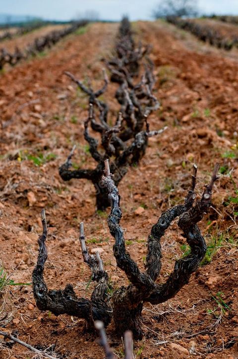 Vignoble en hiver après taille dans la région de Grombalia et Turki