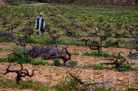 Vignoble en hiver après taille dans la région de Grombalia et Turki