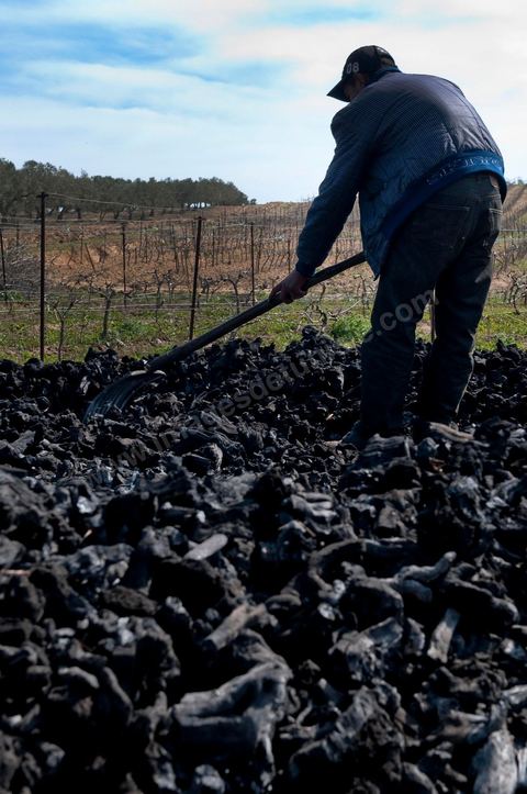 Production de charbon de bois à base de pieds de vignes dans une ferme au coeur du domaine Viticole Elissa - Tekelsa