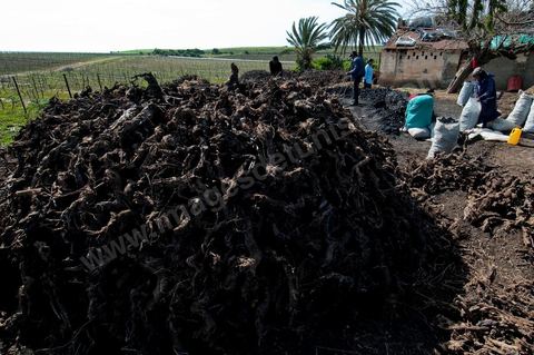 Production de charbon de bois à base de pieds de vignes dans une ferme au coeur du domaine Viticole Elissa - Tekelsa