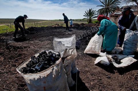 Production de charbon de bois à base de pieds de vignes dans une ferme au coeur du domaine Viticole Elissa - Tekelsa