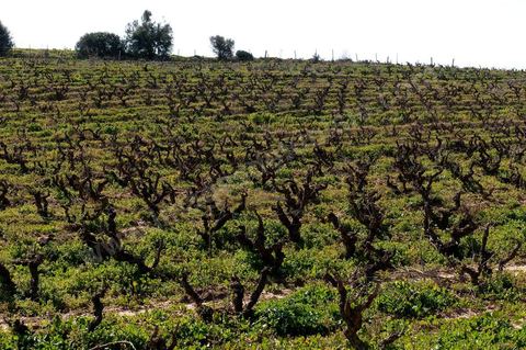 Domaine Viticole Elissa - Tekelsa  -février 2009