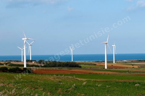 Champ d'éoliennes de la STEG à Sidi Daoud au nord du Cap Bon