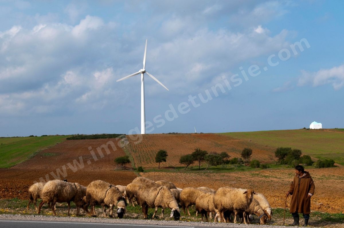 Champ d'éoliennes de la STEG à Sidi Daoud au nord du Cap Bon