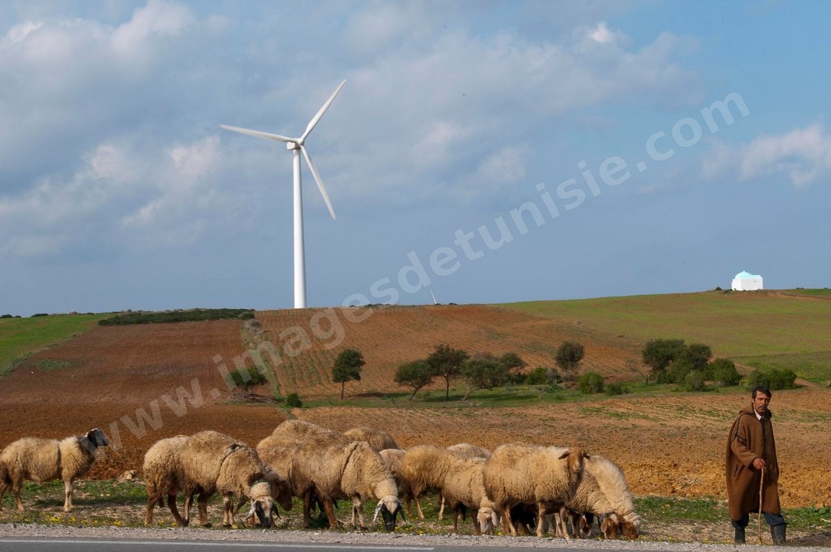 Champ d'éoliennes de la STEG à Sidi Daoud au nord du Cap Bon