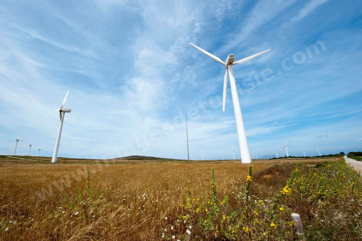Champ d'éoliennes de la STEG à Sidi Daoud au nord du Cap Bon