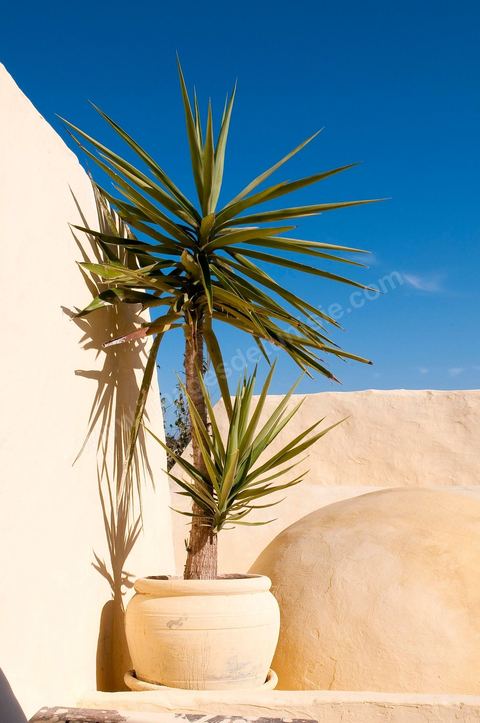Hotel de charme Dar Dhiafa - Erriadh - Ile de Djerba