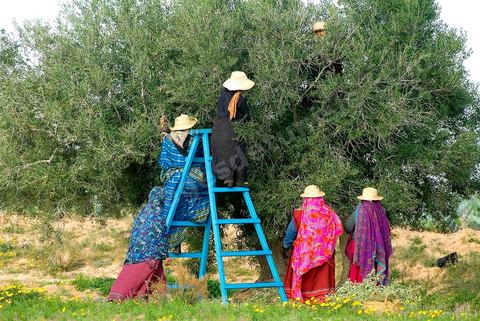 Femme cueillant les olives près de Houmt Souk - Djerba