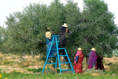 Femme cueillant les olives près de Houmt Souk - Djerba