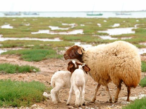 moutons sur l'ile de Kerkennah