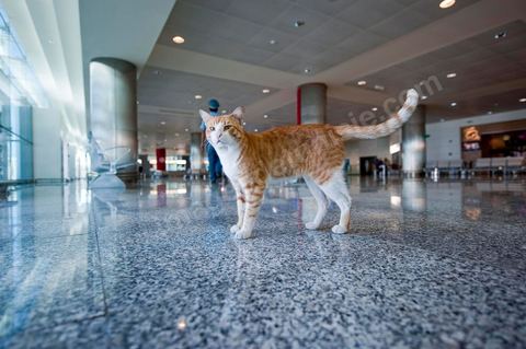 Chat dasn le hall d'arrivée de l'Aéroport international d'Enfidha Zine El Abidine Ben Ali