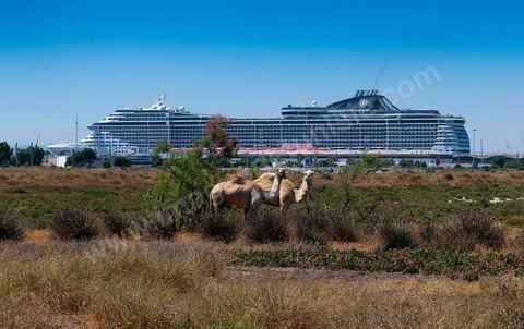 Bateau de croisière dans le port de la Goulette avec au premier plan des domadaires, tourisme de croisière à Tunis