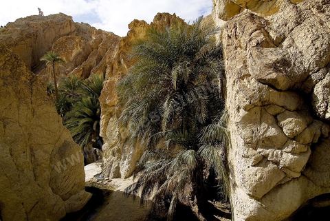Village berbere de montagne et oasis de Chebika dans la region du Djerid au sud de la Tunisie