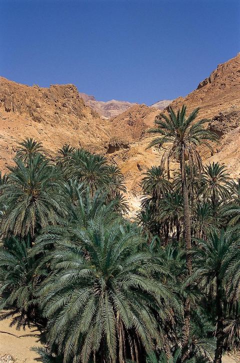 Village berbere de montagne et oasis de Chebika dans la region du Djerid au sud de la Tunisie