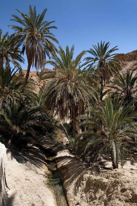 Village berbere de montagne et oasis de Chebika dans la region du Djerid au sud de la Tunisie