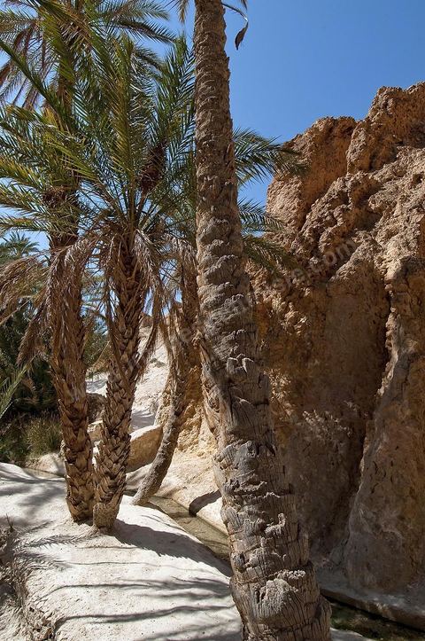 Village berbere de montagne et oasis de Chebika dans la region du Djerid au sud de la Tunisie