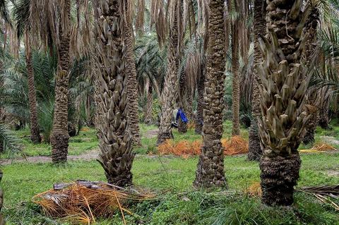 Oasis de El Hamma au nord de Tozeur pendant la saison de la cueillette des dattes