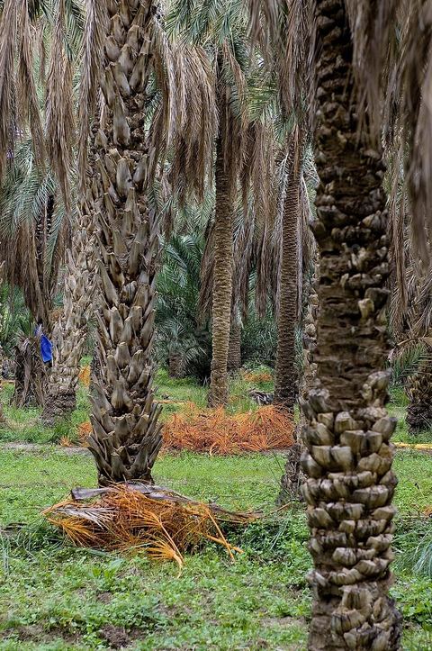 Oasis de El Hamma au nord de Tozeur pendant la saison de la cueillette des dattes