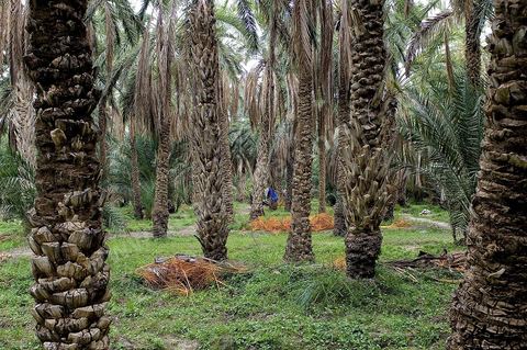 Oasis de El Hamma au nord de Tozeur pendant la saison de la cueillette des dattes