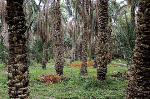 Oasis de El Hamma au nord de Tozeur pendant la saison de la cueillette des dattes