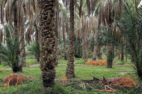 Oasis de El Hamma au nord de Tozeur pendant la saison de la cueillette des dattes