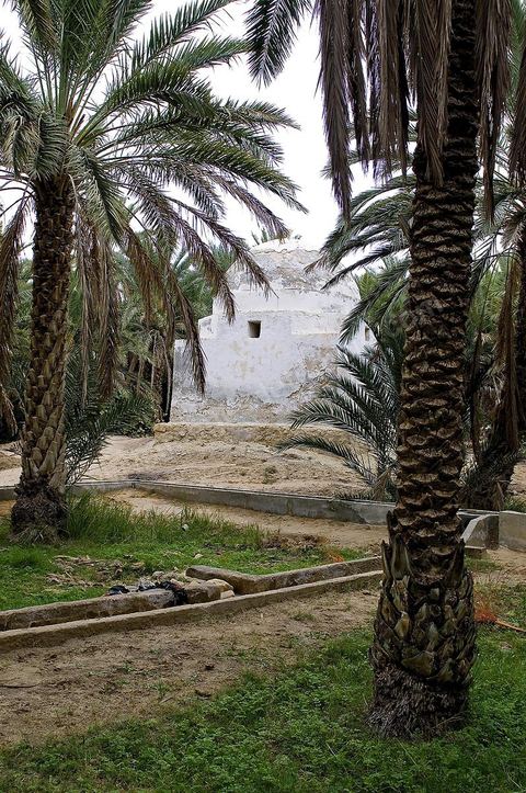 Oasis de El Hamma au nord de Tozeur pendant la saison de la cueillette des dattes