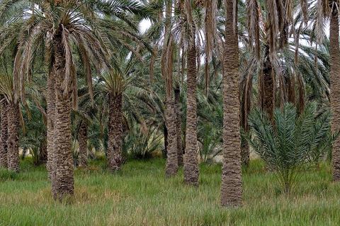 Oasis de El Hamma au nord de Tozeur pendant la saison de la cueillette des dattes