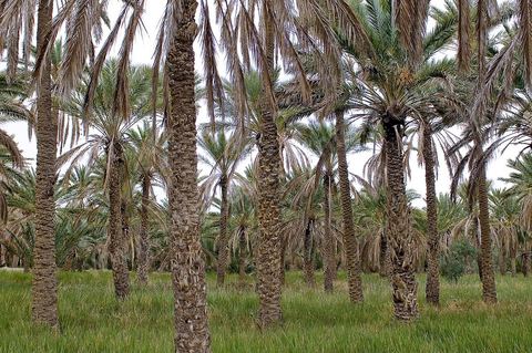 Oasis de El Hamma au nord de Tozeur pendant la saison de la cueillette des dattes