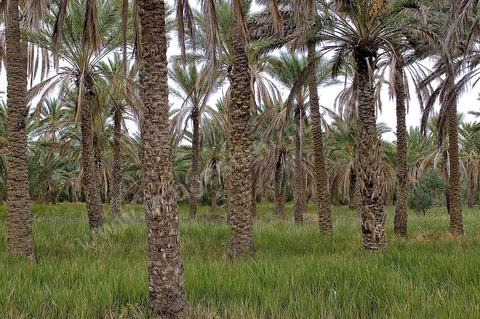 Oasis de El Hamma au nord de Tozeur pendant la saison de la cueillette des dattes