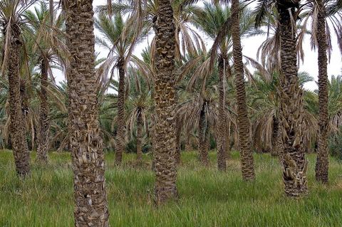 Oasis de El Hamma au nord de Tozeur pendant la saison de la cueillette des dattes