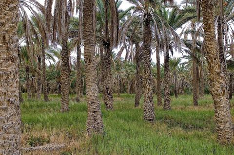 Oasis de El Hamma au nord de Tozeur pendant la saison de la cueillette des dattes