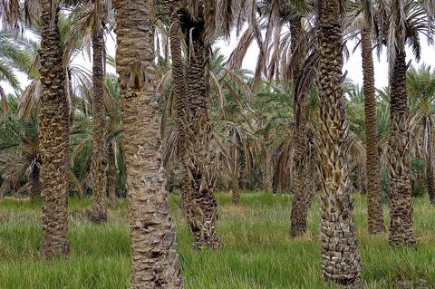 Oasis de El Hamma au nord de Tozeur pendant la saison de la cueillette des dattes