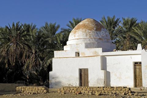 Oasis de El Hamma au nord de Tozeur pendant la saison de la cueillette des dattes