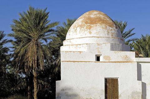 Oasis de El Hamma au nord de Tozeur pendant la saison de la cueillette des dattes