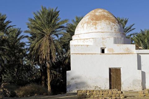 Oasis de El Hamma au nord de Tozeur pendant la saison de la cueillette des dattes