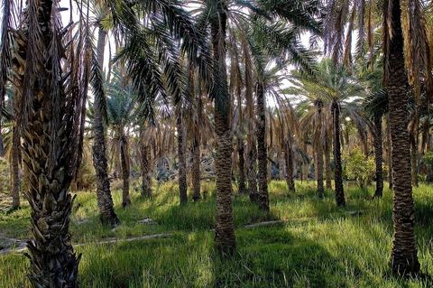Oasis de El Hamma au nord de Tozeur pendant la saison de la cueillette des dattes
