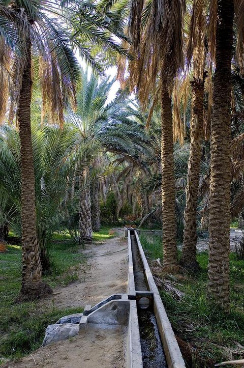 Oasis de El Hamma au nord de Tozeur pendant la saison de la cueillette des dattes